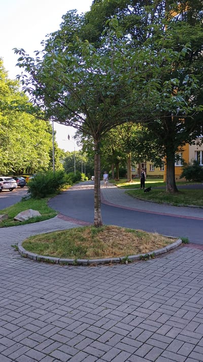 The image shows a paved pathway with a circular grassy island in the foreground, located in the city of Sokolov, Czechia. A young tree stands on the grassy island. To the left of the pathway, there is a street with parked cars and a row of trees. In the background, two people are walking on the pathway; one is a woman with a white shirt and blue pants, walking away from the camera, while the other is a woman with dark clothing, walking with a black dog. A building with a yellow facade is visible behind them. The scene is set during daylight with a clear sky.