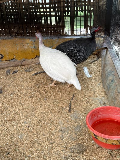 A high-angle view inside a wire cage reveals two guinea fowl, one white and one black with white spots. The cage floor is covered in grain. A red bucket is in the upper right. The location is likely Nashik, India.