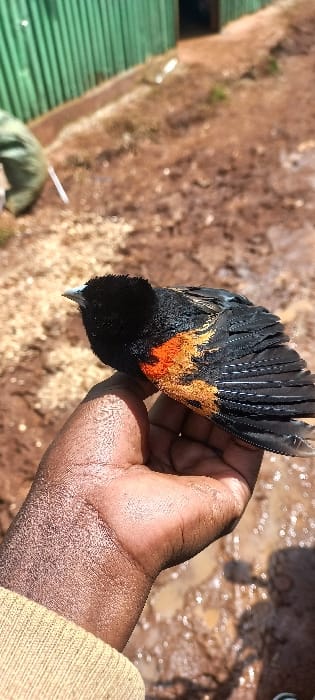A close-up outdoor image from Tembelio ward, Kenya, depicts a dark-skinned human hand holding a small bird. The bird exhibits black plumage with prominent orange and yellow-orange markings on its flanks and wings, and possesses a pale beak. The hand appears soiled. The immediate background consists of reddish-brown, muddy earth with reflective puddles and scattered dry vegetation. In the upper-left background, a partially visible individual wearing olive-green clothing is seen bent over. Behind them, a bright green corrugated metal structure, consistent with a building wall or fence, is present, featuring a dark opening that appears to be a doorway. The scene is illuminated by natural daylight.