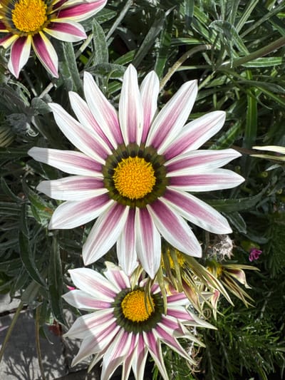 A close-up, eye-level shot captures two gazania flowers blooming amongst lush green foliage. The primary focus is on the larger, front gazania, displaying its vibrant white petals with striking purple stripes radiating from its sunny yellow center. The smaller gazania, partially visible below, mirrors the same color pattern. The surrounding greenery, a mix of thin, elongated leaves and some dried plant matter, creates a natural, outdoor setting. The lighting suggests a bright, sunny day, casting subtle shadows on the petals. There is no indication of human presence or any specific urban or natural landmarks that would pinpoint a location in Seversk, Russia.