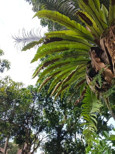 A striking bird's nest fern dominates the scene with vibrant green fronds emanating from a central point. Some fronds display brown streaks. Beneath the fern, various trees with dense foliage fill the lower portion of the frame. A palm tree's fronds reach into the upper portion. The sky is bright and mostly clear. A building peeks from behind the trees in the lower left corner.