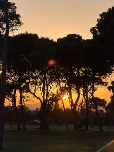 The image depicts a sunset viewed through the silhouetted branches of trees, likely in a park or golf course setting in Grao, Spain. The sky is a warm gradient of orange and yellow, indicating late evening or early morning. The sun is partially obscured by the tree branches, creating a dramatic silhouette and a lens flare.
The foreground is dominated by the dark shapes of trees with gnarled branches, their foliage dense and casting deep shadows. A well-manicured lawn, typical of a golf course, is visible to the right, with a subtle sheen from what appears to be a sprinkler. In the mid-ground, more trees are visible, as well as some distant structures and vegetation. A small sign with some text is also present, though illegible. The overall mood is serene and tranquil, evoking the quiet beauty of twilight. The warm hues of the sunset and the natural elements suggest a peaceful, outdoor environment.