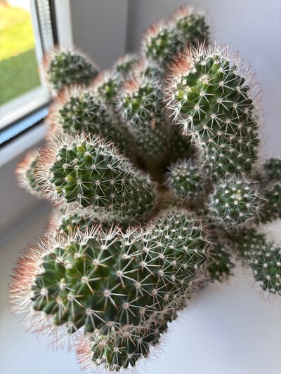 The image is an extreme close-up, top-down view of a cluster of green cacti with numerous sharp, white spines. The cacti are densely packed together, forming a textured surface. Some of the cacti exhibit a reddish-brown fuzz or hair-like growth near their base, contrasting with the green flesh and white spines. The background is a soft, out-of-focus gradient of light gray and white, suggesting a bright, likely indoor setting with ample ambient light. A sliver of a window frame and some blurred green and yellow shapes in the lower left corner provide subtle context, hinting that the cactus might be placed near a window. There is no discernible activity taking place; the subject is static. The image focuses solely on the detailed texture and form of the cacti, with no people or animals present. The lighting appears to be natural daylight, given the softness and lack of harsh shadows, and the location context of Belarus does not offer specific visual cues within the image itself. No text is visible.