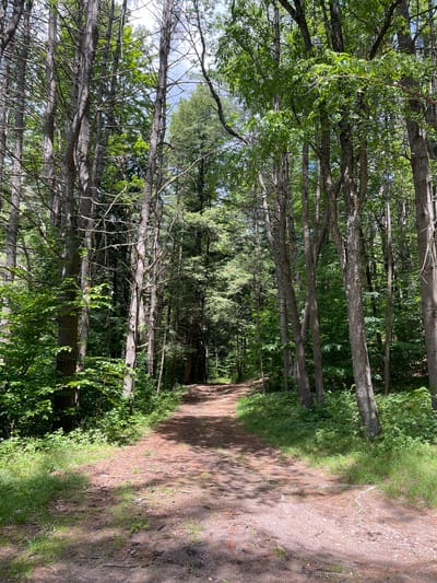 The image shows a dirt path winding through a dense forest. Tall trees with thick trunks and green foliage line both sides of the path, creating a shaded canopy. Sunlight filters through the leaves, casting dappled shadows on the path and the forest floor, which is covered in pine needles, small stones, and scattered twigs. The path appears well-trodden and leads into the distance, suggesting a hiking or walking trail. The environment is natural and appears to be in a rural or wilderness area. The image does not contain any people or animals. Based on visual cues, the scene is consistent with a forest environment in Greig, United States.