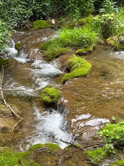 The image shows a small, shallow stream in Despotovac Municipality, Serbia. The water flows over a rocky bed, with patches of moss and grass growing on the rocks and along the banks. The water is clear enough to see the stream bed in many places. The surrounding area is lush with greenery, with a variety of plants and trees visible. There are sticks and twigs scattered in and around the stream. The light reflects off the water, creating bright, shimmering patterns.