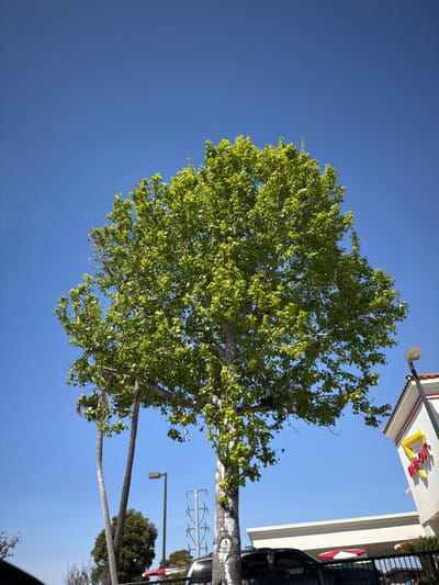 The image depicts an outdoor scene under a clear blue sky, dominated by a large, mature deciduous tree with dense green foliage in the center-left. The tree trunk exhibits patches of lighter, possibly peeling, bark. To the left of the main tree, two slender palm tree trunks rise vertically, partially obscured by the foreground vegetation. In the background to the left, a smaller, darker green tree is visible.
To the right, the corner of a commercial building is visible. This building features a white facade, a red-tiled roof, and a prominent yellow sign with red lettering shaped like an arrow, characteristic of an "In-N-Out Burger" restaurant. Below the sign, a red and white striped umbrella is partially visible, indicating an outdoor dining or drive-thru area.
Illumination is provided by strong sunlight, consistent with a daytime setting. Several utility poles and overhead power lines are visible in the mid-ground, behind the trees. A dark streetlamp with a rectangular fixture stands to the right of the main tree, adjacent to the building, and another similar lamp is present further left. The bottom of the frame shows the tops of dark vehicles, including a black truck or SUV, partially obscured by a black metal fence or barrier, suggesting a parking lot or drive-thru lane. No individuals are visible.
The specific architecture and the identifiable "In-N-Out Burger" sign indicate the location is a commercial establishment, specifically an In-N-Out Burger restaurant, situated in Torrance, California, United States of America.