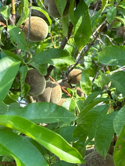 The image depicts a close-up view of an outdoor scene within the city of Bad Hersfeld, Germany, focusing on a tree laden with developing peaches. The foreground is dominated by lush green leaves, some appearing slightly damaged, obscuring parts of the tree's branches and fruit. Several small, fuzzy, brownish-green peaches are visible amongst the foliage, some partially hidden by leaves. The lighting suggests it is daytime, with sunlight filtering through the leaves, creating a dappled effect. The environment appears to be a garden or orchard setting. No people are present in the frame, and there are no discernible actions or interactions taking place. The overall impression is of a natural setting with young fruit growing on a tree.