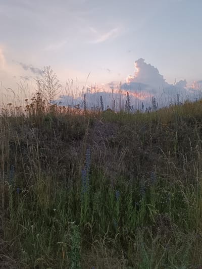 This is a full shot of a field at dusk. The sky is a pale blue with wispy clouds tinged with pink and orange from the setting sun. In the distance, silhouetted against the sky, are tall grasses and some scattered plants with yellow flowers. A few dark blue flowers are visible in the foreground. The ground is covered in dry, tall grass. The image appears to be taken in a rural or undeveloped area, possibly on the outskirts of Lozova, Ukraine, given the natural, uncultivated landscape. There are no people or animals visible in the frame.