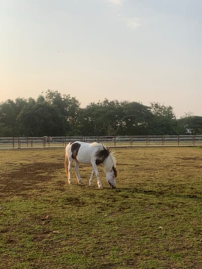 An outdoor scene in Botok, Indonesia, captures a single piebald horse grazing in a large, partially green, partially bare field. The horse, predominantly white with brown patches on its back and flank, and a dark shaggy mane and forelock, is positioned slightly right of center, with its head down, indicating it is eating from the sparse ground cover. Its legs are visible, displaying hooves that appear light in color.
In the midground, a multi-tiered metal fence with white horizontal rails and red vertical posts stretches across the frame, separating the field from a treeline. Behind the fence, indistinct shapes resembling other horses or structures are faintly visible within the treeline. The background consists of a dense, dark green line of trees, suggesting a wooded area.
The sky above is hazy and pale, transitioning from a light warm hue (possibly yellow or very pale orange) near the horizon to a lighter blue towards the top, indicative of either early morning or late afternoon lighting conditions. A small, dark avian silhouette is discernible high in the sky, slightly to the left of the image's vertical center. The ground in the foreground is a mix of dry brown earth and patches of light green grass.