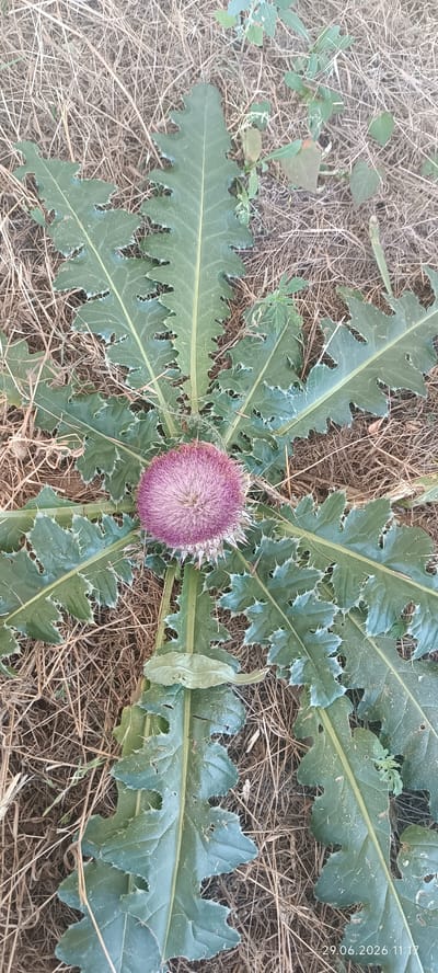 The image is a close-up, overhead shot of a thistle plant with a purple flower head, situated on the ground in Berezanka, Ukraine. The plant has large, spiky green leaves that fan out around the central flower. The ground is covered in dry, brown grass and straw. In the lower right corner, a timestamp reads "29.06.2026 11:17". There are no people or visible animals in the image. The lighting suggests it is daytime, likely morning or afternoon.
