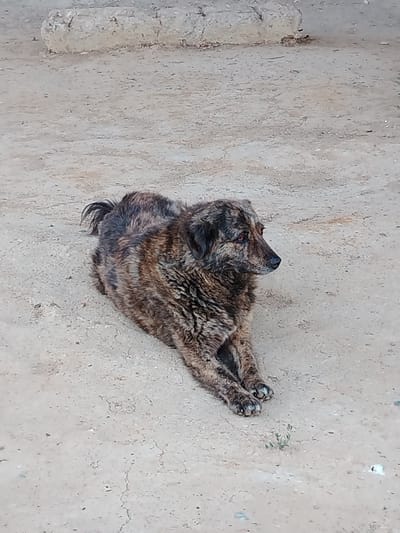 A brindle-colored dog is lying down on a sandy surface in Baikonur, Kazakhstan. The dog is facing to the right, with its head slightly tilted and its amber eyes visible. Its fur is a mix of dark brown and lighter brown stripes, giving it a mottled appearance. The dog's front paws are crossed in front of its body. The background consists of a rough, light-colored surface that appears to be a dirt or gravel path, with some scattered stones and a low, rough-hewn wall or ledge in the upper background. A small patch of green vegetation is growing in the foreground to the right of the dog's paws. The scene is outdoors, under natural light, suggesting a daytime setting.