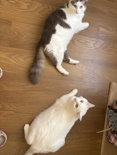 Two cats are lying on a wooden floor in what appears to be a home in Vysokoye, Russia. On the left, a bi-color cat with white and grey patches is lying on its back, looking up towards the camera. Its tail is extended along the floor. On the right, a solid white cat with green eyes is lying on its side, also looking towards the camera. The scene is indoors, with a hint of a cat tree or bed in the background. The lighting suggests it could be daytime. There is no visible text in the image.
