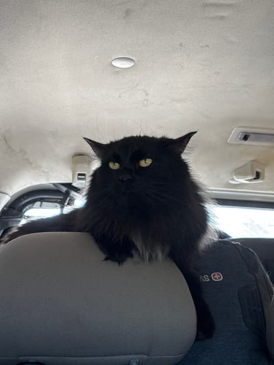 The image shows a black cat with fluffy fur and yellow eyes sitting on the headrest of a car seat. The cat is looking to the left of the frame. The interior of the car is visible, including the headliner with a light fixture and some hanging fixtures. The cat's paws are resting on the headrest and a gray shirt with a red and white cross logo. The lighting suggests daytime. There is no indication of the cat's location in the city of Бабаново, Russia, or any other city.
