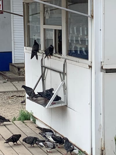 The image depicts an outdoor scene likely in Kavalerovo, Russia, focusing on a small, weathered kiosk with multiple pigeons. Two pigeons are perched on the top ledge of the kiosk's window, while several others are gathered on a foldable shelf attached to the side of the structure. Additional pigeons are seen on a wooden platform in the foreground, with some pecking at the ground and others gathered together. The kiosk itself appears to be made of white metal and glass, with some signs of wear and tear. The surrounding environment includes a rough ground surface and some green vegetation. There are no people visible in the image.