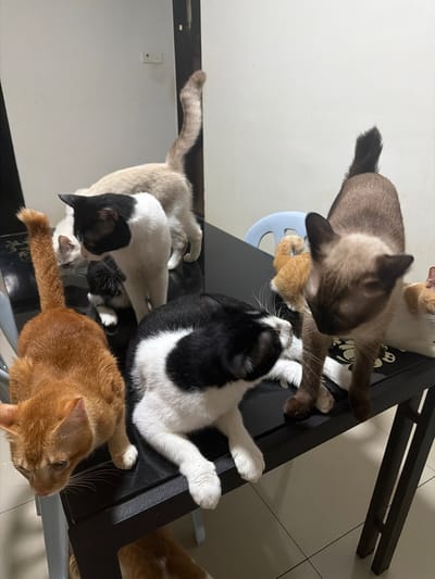 Six cats of various breeds and colors are gathered on a black table indoors. The cats are positioned in a cluster, with some interacting and others looking in different directions. An orange tabby cat is in the foreground, facing left. Behind it, a black and white cat is lying down, facing right. To the left of the black and white cat, a Siamese cat is standing and looking down. Further back, a light-colored cat with a long tail is standing. Another black and white cat is partially visible behind the orange tabby, and a small black kitten is nestled between two of the larger cats. The environment appears to be a room with light-colored walls and tiled flooring. The scene is consistent with a domestic setting in Subang Jaya City Council, Malaysia.