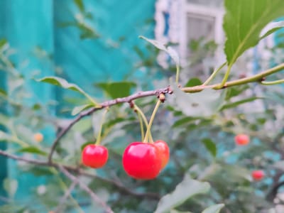 This is a close-up, shallow-depth-of-field photograph of several ripe cherries hanging from a branch. The cherries are a vibrant red, with some appearing slightly lighter or orange-hued. They are attached by thin stems to a slender, brown branch. Green leaves are visible, out of focus, surrounding the cherries. In the background, a teal-colored wooden surface is blurred, and a white window frame with a blue element can be discerned. The overall impression is one of nature's bounty in an outdoor, possibly rural setting, within the city of Kashino, Russia.