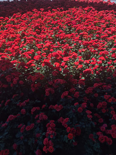 A densely packed field of red roses dominates the frame, with the blooms creating a vibrant, undulating carpet. The roses are in various stages of bloom, with some tightly budded and others fully open, revealing layers of petals. Green leaves are interspersed among the flowers, providing a contrasting texture and color. The lighting suggests it is daytime, with some areas of the field brightly illuminated and others falling into shadow, particularly towards the bottom of the image where the foliage becomes denser and darker. The overall impression is one of abundant floral growth, possibly a cultivated garden or a natural proliferation of the plant. The location is identified as Proshyan, Armenia.