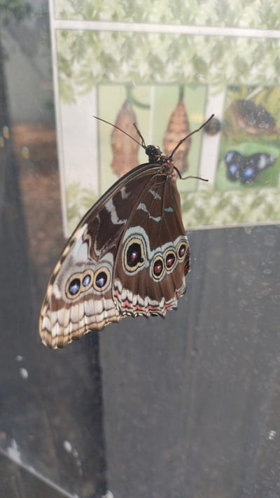 The image shows a butterfly with intricate brown, blue, and white patterns on its wings, perched on a transparent surface, likely glass. The butterfly's body is dark with visible antennae. In the background, a display features images of chrysalises and other butterflies, possibly in a museum or educational exhibit. The setting appears to be indoors, with diffused lighting. This scene is located within the Tērvete Nature Park in Tērvete, Latvia.