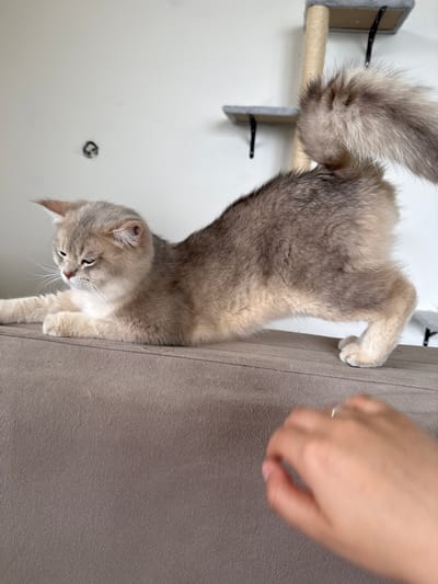 A light brown cat is stretching on a gray sofa. The cat's body is arched, with its hind legs extended and front paws resting on the sofa. Its tail is bushy and held high. In the foreground, a person's hand with a silver ring is visible, reaching towards the cat. In the background, a portion of a cat tree is visible against a white wall. There is no information about the city of Dagonovo, Bulgaria in the image.