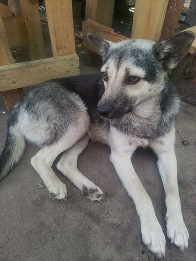 A medium-sized dog with black and white fur lies on a dirt or concrete surface. The dog is facing to the right, with its head turned slightly to the left. It has large, pointed ears, and its eyes are a warm brown color. Its fur is short and dense, with black markings on its head, back, and tail, and white fur on its chest, legs, and face. The dog appears to be resting, with its legs tucked beneath it.
In the background, there is a wooden structure that resembles a fence or a bench, constructed from rough-hewn wooden planks. Some of these planks are weathered and appear to be old. The ground is uneven and textured, with some scattered debris. The lighting suggests it is daytime, with natural light illuminating the scene.
The image appears to have been taken outdoors, in what could be a rural or semi-rural setting. The overall impression is one of a domestic animal in a simple outdoor environment. There are no people visible in the image.