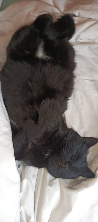 A black cat with white markings is sleeping on a white sheet in an interior space. The cat is curled up on its side with its eyes closed and its paws tucked in. The sheet is wrinkled, suggesting it is a bed or a couch. The background is out of focus, but it appears to be a dimly lit room.