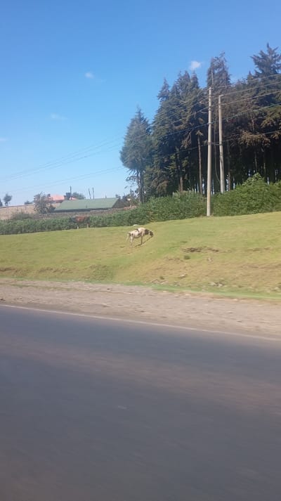 A bright blue sky tops a landscape featuring a road in the foreground, leading to a grassy hill. Power lines crisscross the upper portion of the image. A cluster of tall pine trees stands to the right, alongside utility poles. On the hill, at least two cows graze. A building with a green roof is visible in the background.