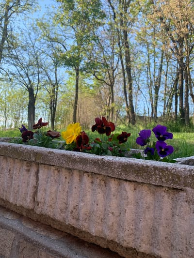 The image shows a flower bed with purple, yellow and dark red pansies. The flower bed is constructed of brick, with the wall covered with moss and lichen. The trees and blue sky are visible in the background. The location is Kulata, Bulgaria.