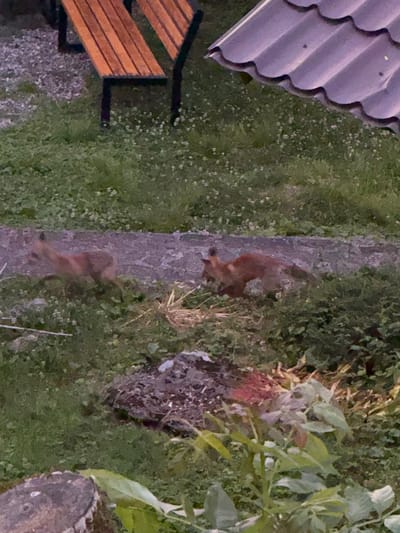 The image shows an outdoor scene with a fox as the main subject. The fox, a reddish-brown color, is walking on a rough, grey path that cuts through a grassy area. The fox appears to be moving from the top of the image downwards. There are glimpses of green foliage and some dry grasses in the background, suggesting a natural or rural setting. On the left side of the image, a portion of a grey, wavy roof is visible, possibly belonging to a house or shed. Below the roof, a wooden bench or seating area with horizontal slats is partially visible. The lighting suggests it might be dusk or dawn, or a cloudy day, as the overall scene is not brightly illuminated. There is no visible text in the image. The location context provided is Voronov, Russia. The overall mood is quiet and naturalistic, capturing a moment of wildlife in its environment.