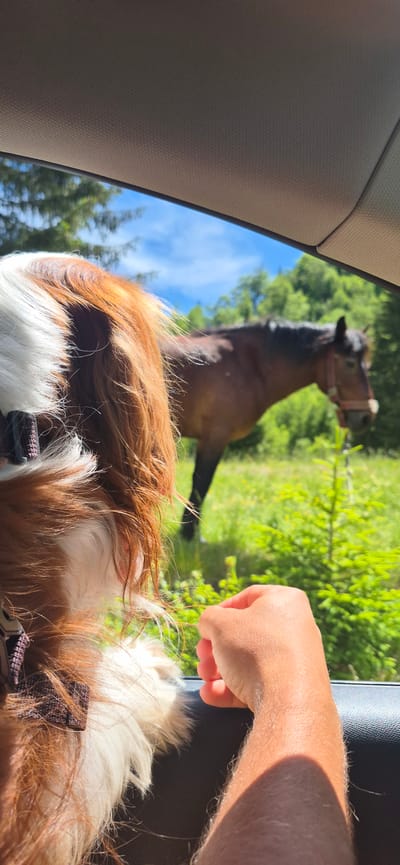 The image shows a close-up view of a dog's head and neck from the side, looking out of a car window. The dog has brown and white fur. In the background, a horse stands in a grassy field with trees and a blue sky. A person's arm and hand are visible in the foreground, resting on the car door. The scene appears to be in Sedlačka gora, Montenegro, based on the provided location.