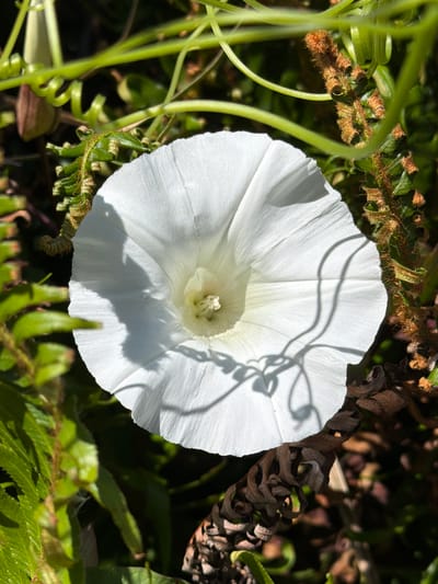 A close-up, eye-level, overhead shot captures a white trumpet-shaped flower with delicate, crinkled petals. The flower is centered in the frame, with its white petals taking up most of the image. The center of the flower, a lighter shade of white with hints of green, is slightly blurred. Shadows from swirling tendrils of green vines cast intricate patterns across the flower's surface. Surrounding the bloom are various elements of the natural environment. To the left, lush green fern fronds are visible, their leaves detailed and textured. To the right and slightly behind the flower, a brown, fuzzy stem or branch with small, bead-like growths is prominent, adding a contrasting texture and color. Further back, more green vines and foliage create a dappled background. The lighting suggests a sunny day, with bright sunlight illuminating the flower and casting distinct shadows. The image does not depict any people, actions, or interactions. It is a still life of a single flower within its natural surroundings. The specific location in Cannon Beach, United States of America, cannot be determined from the image alone, as it is a generic natural setting.