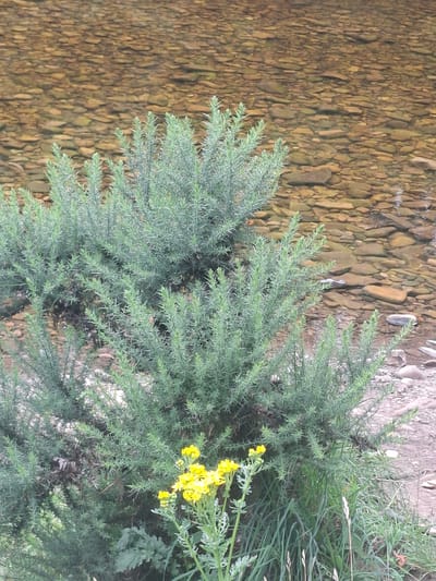 This media file depicts a close-up view of a gorse bush with small yellow flowers, situated next to a shallow body of water with a stony bed. The water is clear enough to see the pebbles beneath the surface, which are varied in size and color, ranging from light brown to grey. The gorse bush is dense and spiky, with needle-like leaves characteristic of the plant. The yellow flowers are clustered in small groups on the upper branches of the bush. Behind the gorse and to the right, there is a patch of tall green grass and some dry, straw-like vegetation, suggesting an outdoor, natural setting. The overall scene is likely captured during daylight, as evidenced by the clear illumination of the plants and water. There are no visible people, objects, or text in the image. The context of Richmond, United Kingdom, implies a temperate climate and potentially a location near a river or stream. The image evokes a sense of natural beauty and tranquility, with the vibrant yellow flowers providing a touch of color against the muted tones of the water and foliage.