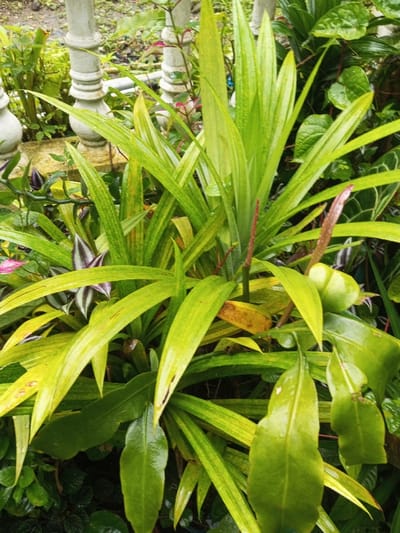 Lush foliage dominates the scene, featuring prominently the Pandan plant with its elongated, striped leaves in shades of green and yellow. Nearby, elongated green leaves hang. A slender stem extends upwards, bearing a drooping bud. Other plants with diverse foliage create a dense undergrowth, adding depth and texture. A glimpse of a white, balustrade fence appears in the background.
