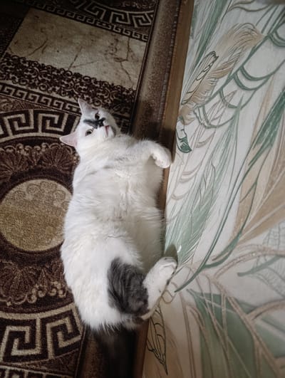 A white and grey cat is lying on its back on a brown patterned rug, with its head resting on the rug and its body partially supported by a wall with floral wallpaper. The cat has a black marking on its face that resembles a mask. The wall has a design of large, light green and beige leaves. The rug has a repeating Greek key pattern in dark brown. The scene is lit by artificial light. The location is Klintsy, Russia.