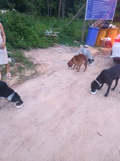 The image shows a group of stray dogs eating food from bowls on a dirt road in Baan Kai, Thailand. There are four dogs in the frame: one black with a white chest, one black with a white collar, one brown, and one gray and white spotted. A person wearing a light-colored dress and sandals is standing near the dogs. In the background, there is lush green vegetation, trash bins, and a sign with Thai writing. A car's tail light is visible on the right side of the frame.