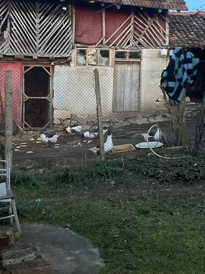 This image captures a rural outdoor scene in Topchii, Bulgaria, depicting a dilapidated building and a fenced enclosure containing geese.
In the foreground, a grassy and earthy area with sparse green vegetation leads to a curved concrete path on the left. A light-colored, possibly metal, frame or chair is partially visible on the far left.
A chain-link fence, supported by several wooden posts, extends across the midground. Behind this fence, an uneven, muddy dirt ground serves as an enclosure for approximately seven domestic geese. These geese exhibit white plumage with varying degrees of dark brown or black markings on their backs and heads; they are either standing or foraging on the ground. A rectangular wooden trough and a white circular dish, likely containing water or feed, are present within the enclosure. A light-colored hose is partially visible near the white dish. To the far right, a tree trunk is visible, with a blue and black checkered blanket draped over a post or branch next to it.
The background is dominated by a two-story building with a red-tiled roof. The upper section of the building features a red-painted facade adorned with diagonally arranged wooden slats, some of which are broken or missing. Below this, the building's wall is a faded light color, possibly stucco. This lower section includes a central wooden door, flanked by two multi-pane windows to its left, some panes of which are broken or missing. To the left of the windows, a red-painted section contains a dark, grilled opening, possibly another entrance. A small white bucket hangs on the wall to the right of the central door. The sky, partially visible at the top, is light blue.