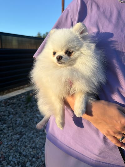 A white Pomeranian dog is held by a person wearing a lavender t-shirt and light pink pants. The dog is fluffy with dark eyes and a pink nose, and it is looking slightly to the left. The person's arm and hand are visible, with a ring on one finger. The background shows a dark fence and a gravel-covered ground, with a clear blue sky above. The scene appears to be outdoors, possibly in a yard or residential area in the city of Vyshnyakovo, Russia, during daylight. The lighting suggests it might be late afternoon due to the long shadows.