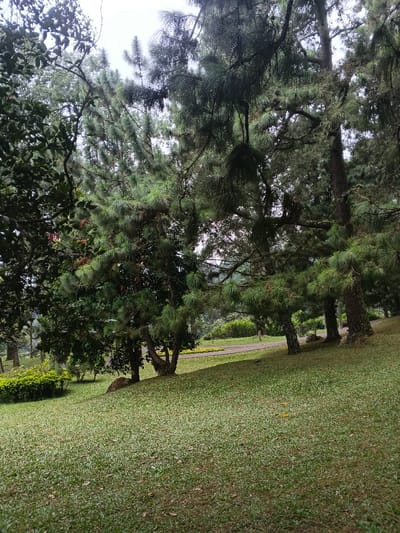 Lush green grass covers a gentle slope dotted with trees. Tall pine trees with dense foliage dominate the scene, casting shadows on the ground. A paved pathway winds through the background, leading toward a distant clearing. Bushes and other trees add depth to the landscape, creating a serene park-like atmosphere. The sky is overcast, providing soft, diffused light.