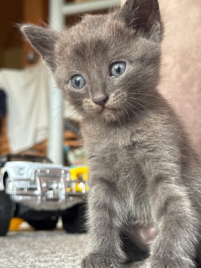 A close-up, slightly angled, eye-level shot shows a young, grey domestic shorthair kitten with large, light blue eyes and prominent white whiskers, looking directly at the camera. The kitten's ears are pointed, and its fur appears soft and fluffy. The background is blurred, with a toy truck in the mid-ground and indistinct furniture or shelves in the background. The scene appears to be indoors, possibly in a domestic setting.
