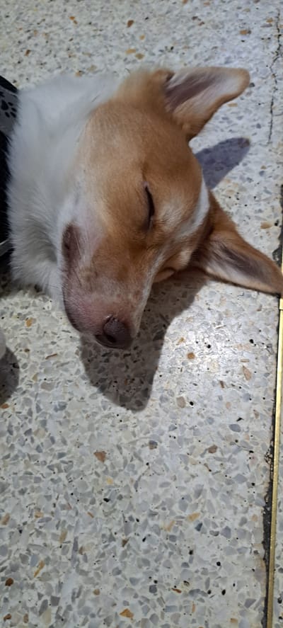 A medium shot captures a dog sleeping on a terrazzo floor. The dog, a mix of tan and white, is lying on its side with its eyes closed and head resting downwards. Its ears are perked slightly upwards. The floor is a mosaic of small, irregularly shaped chips of various colors, predominantly grey, white, and flecks of brown and orange. A thin, vertical golden strip runs along the right edge of the frame, suggesting a transition between floor materials or a decorative element. Shadows are cast on the floor by the dog, indicating a light source from the upper right. The image is taken from a slightly elevated angle looking down at the sleeping animal.