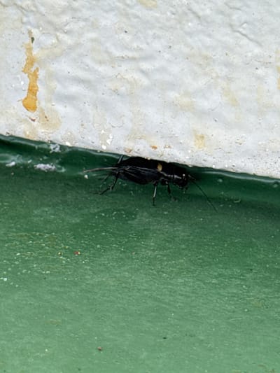 A close-up, side-view shot captures a black insect clinging to the junction of a textured white wall and a smooth, dark green surface. The insect appears to be a cricket or a similar arthropod, with visible antennae, segmented body, and slender legs. It is positioned vertically, with its head pointing upwards, partially obscured by its own body and the white wall. The white surface has a rough, uneven texture with some areas appearing slightly discolored with a yellowish or brownish hue. The green surface, in contrast, is smooth and appears to be painted or coated. The lighting suggests it is daytime, possibly outdoors, given the natural textures of the wall and the presence of the insect. There are no people, text, or specific indications of the weather or time of day beyond general daylight. The location context of Mers El Hadjadj, Algeria, suggests an outdoor setting possibly in a residential or urban area. The overall scene is a macro view of an insect in its natural environment, highlighting the textures of the surfaces it is interacting with.