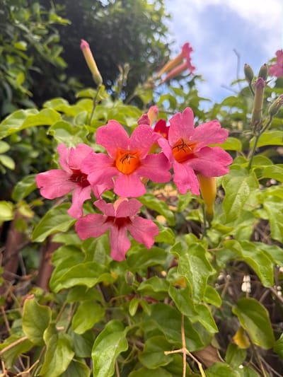 The image shows a close-up of pink trumpet vine flowers (likely *Campsis radicans* or a similar species) surrounded by green foliage. The flowers are the primary subject, with a focus on their color, shape, and detail. The background includes additional leaves and branches, and a glimpse of the sky through the foliage. There are no people visible. The location, Chianchitta, Italy, is information only provided to the user, as there is no geographical information in this picture.