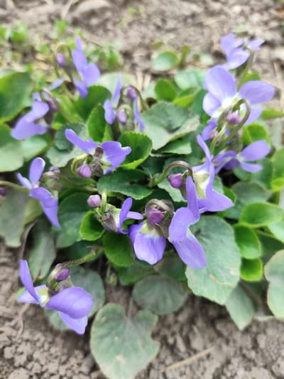 The image shows a cluster of purple flowers, likely common violets, growing in soil. The green leaves of the plants provide a backdrop for the flowers. The ground is visible surrounding the flowers, suggesting an outdoor setting. There is no explicit information present that places the image in Yerzhovo, Moldova.
