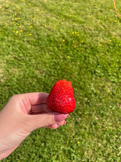A fair-skinned hand with manicured fingernails painted in a muted pink polish is positioned in the lower-left quadrant of the frame, holding a single, vibrant red strawberry. The strawberry is fully ripe, displaying numerous small, yellow achenes on its surface, and appears moist. The background consists of an out-of-focus expanse of green grass, indicative of an outdoor setting in Zaķumuiža, Latvia. Scattered within the blurred grass are numerous small, circular yellow blurs, suggesting the presence of yellow flowers, likely dandelions. A segment of an orange-colored object, consistent with a garden hose, is partially visible in the upper-right corner of the background. The scene is brightly illuminated by direct sunlight, casting a shadow from the strawberry onto the fingers and highlighting the skin texture of the hand.