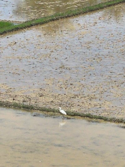 Mns Asan, Indonesia: An outdoor, eye-level photograph captures a flooded agricultural field, likely a rice paddy. The scene is dominated by shallow, muddy water covering uneven ground, interspersed with darker clumps of soil or vegetation. Narrow, raised earthen dikes, partially covered with green growth, divide the watery expanse into distinct sections, extending diagonally and horizontally across the frame. A single white bird, consistent with an egret, is positioned in the lower-middle, standing on the edge of a dike or in very shallow water, facing left. Its reflection is visible in the calm water directly below it. The sky, or an unseen light source, reflects softly on the water's surface.