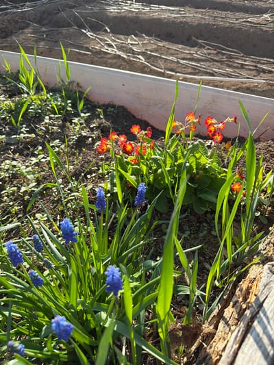 This is a close-up, rotated video of a garden bed in Termal'nyy, Russia. The garden bed is bordered by a light-colored planter box on the left and a weathered wooden plank on the right. The foreground features a variety of spring flowers and greenery. Bright red and yellow primroses are scattered among lush green foliage. Clusters of vibrant blue muscari flowers, also known as grape hyacinths, are interspersed with the green blades of grass and other plants. The ground is covered with dark soil, small pebbles, and scattered green sprouts. The lighting suggests it is daytime, with sunlight casting shadows and highlighting the textures of the plants and wood. The overall mood is peaceful and serene, capturing the beauty of nature awakening in spring. No people or visible text are present in the video.