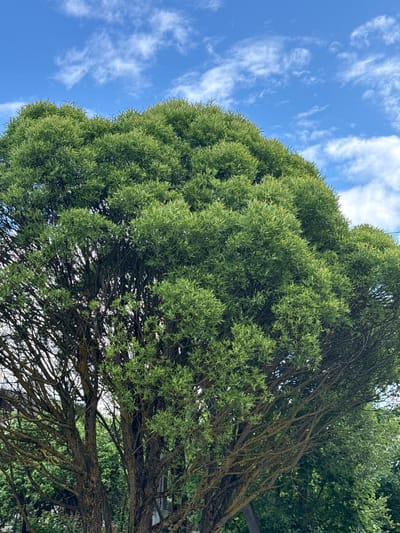 The image depicts a close-up, low-angle view of a large, leafy tree with a dense canopy of green foliage. The tree has a rough, textured bark on its trunk and branches. Behind the tree, a bright blue sky with scattered white clouds is visible. The setting appears to be an outdoor environment, possibly a park or residential area. The image does not contain any people, objects, or actions. The location is stated to be the city of Kommolovo, Russia.