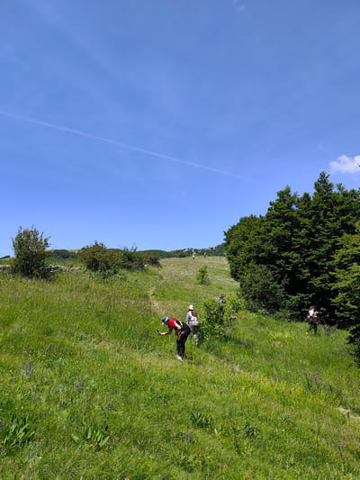 In a sunlit, grassy landscape under a clear blue sky with a faint contrail, several individuals are engaged in outdoor activity. The scene is characterized by rolling hills covered in lush green grass and scattered bushes and trees.
In the foreground, a person wearing a red shirt and blue cap is bent over, appearing to examine something on the ground. They are also carrying a backpack. To their left, another person with a white hat and backpack is walking. Further in the background, on a hillside dotted with small white flowers, three more individuals are visible, also appearing to be walking. To the right of the frame, a dense stand of coniferous trees forms a natural boundary, and a person in dark clothing with a backpack is standing near its edge. A faint dirt path is visible winding through the grass. The overall environment suggests a natural, possibly mountainous, area. The location is identified as Dolovi, Montenegro.
