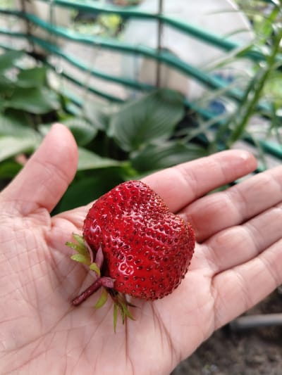 A close-up shot shows a single, ripe strawberry resting in the palm of a person's hand. The strawberry is bright red and covered in small, visible seeds. A portion of the stem and green leaves are attached to the strawberry. The hand is open, revealing the textured palm lines. In the background, out of focus, are green plants and a green, horizontal structure, possibly a fence or support. The setting appears to be an outdoor environment, consistent with a garden or greenhouse. The image was taken in Shchastia, Ukraine.