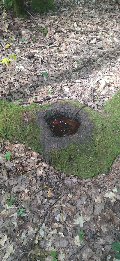A natural depression filled with dark liquid, possibly water and leaf debris, is visible in a moss-covered, fallen tree trunk. The tree trunk lies horizontally on a forest floor carpeted with dry brown and green leaves, twigs, and small green plants. The scene is set in a wooded area with shadows from unseen trees overhead, suggesting an outdoor, possibly rural or park-like environment. No people or animals are present.