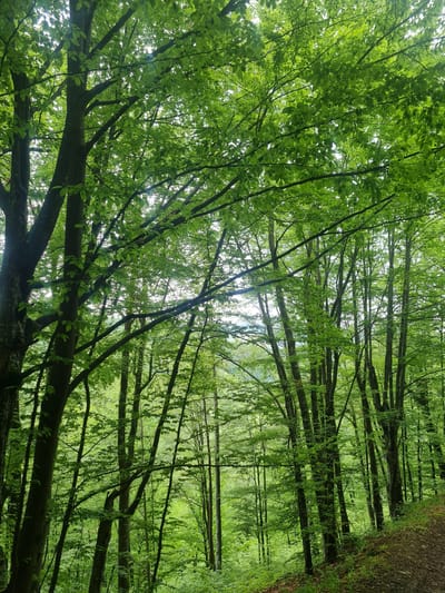 A vertical, low-angle shot shows a dense green forest near Divchovoto, Bulgaria. The sun filters through a canopy of bright green leaves and slender, dark tree trunks. A tree trunk is in the bottom left corner. A narrow footpath is at the right. The scene is verdant and dense, emphasizing the forest's lush vegetation and the play of light through the leaves.